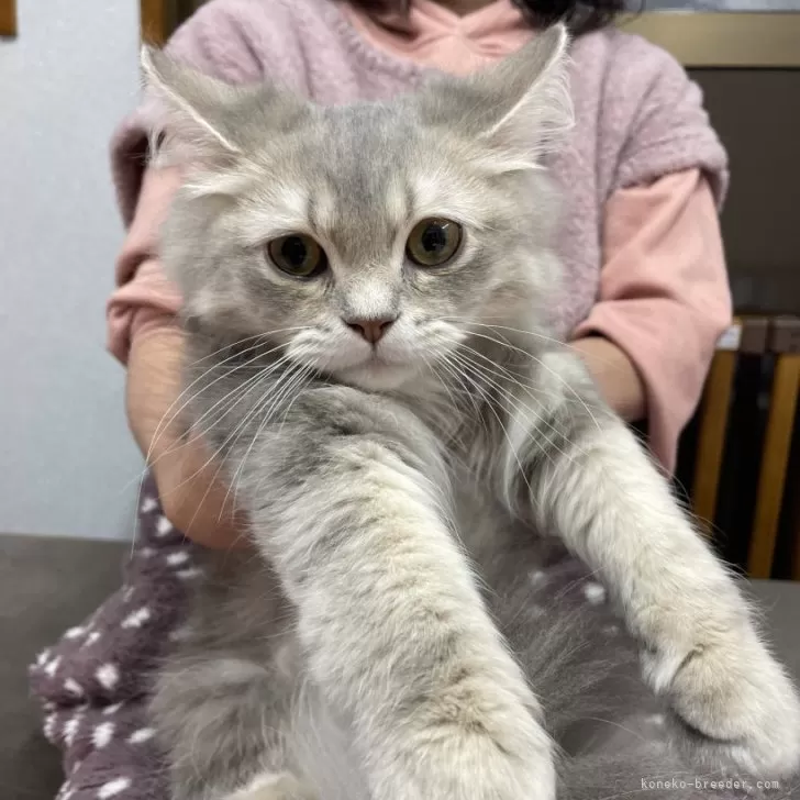 ID：2306-01188の子猫