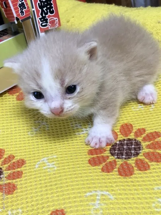 ID：1807-00927の子猫