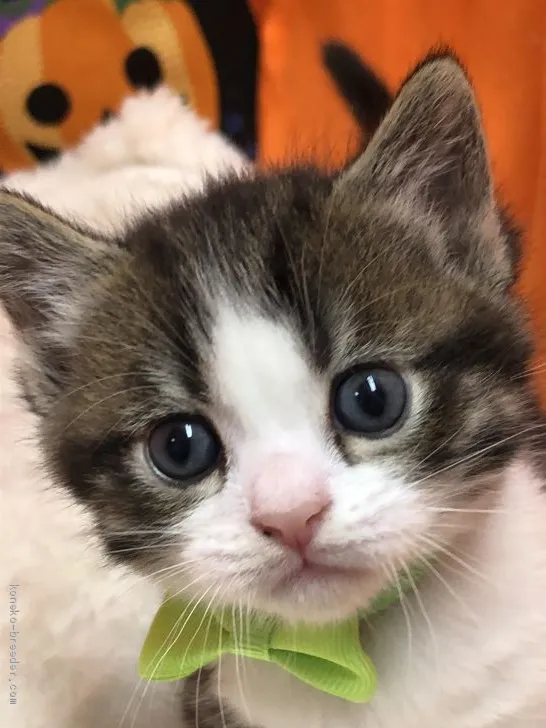 ID:2010-02145の子猫