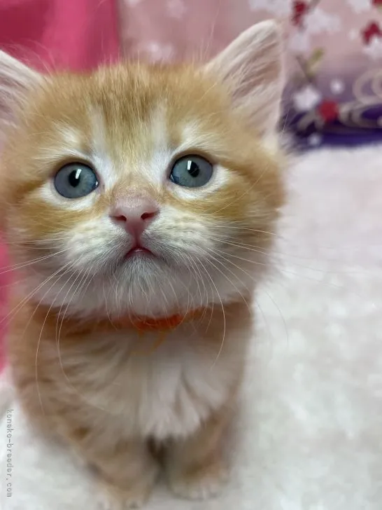 HelloK 様のお迎えした子猫