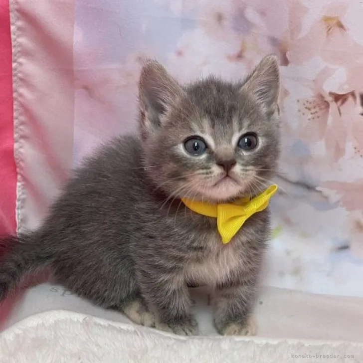 ID:2304-00877の子猫