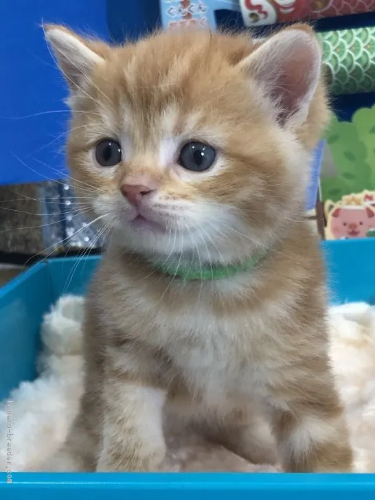 ID:1905-00677の子猫