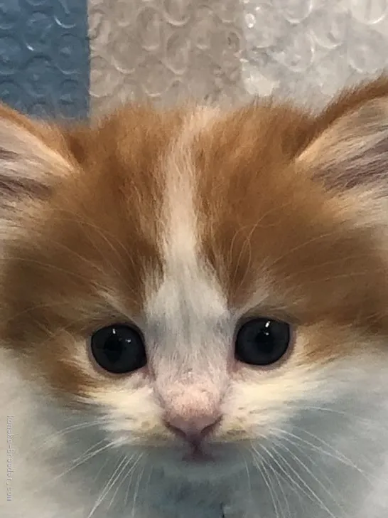 みかん 様のお迎えした子猫