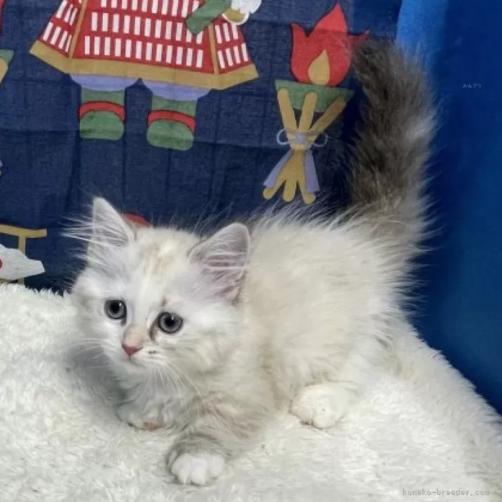 ID:2404-00953の子猫