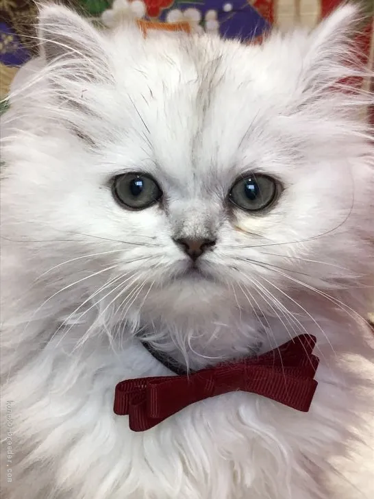 ID:2001-00854の子猫
