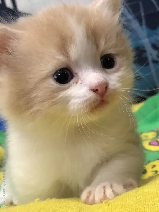 ID：1809-01250の子猫