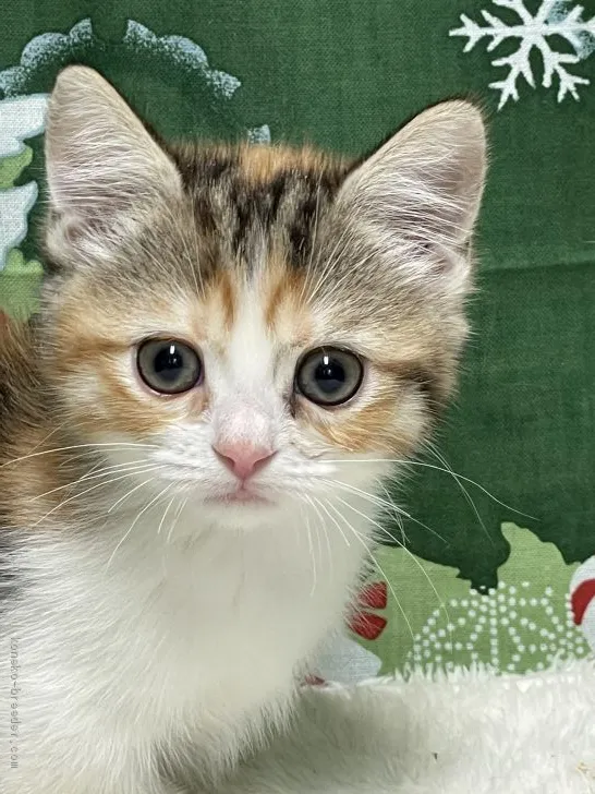 ID:2011-01775の子猫