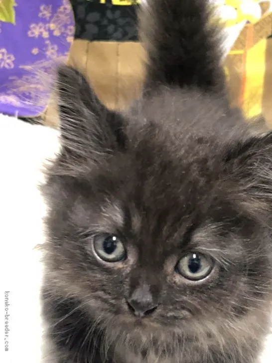 ID:2008-01653の子猫