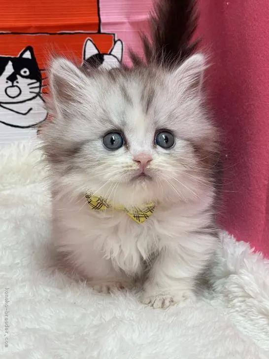 ID：2102-01605の子猫
