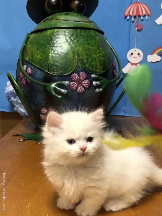ID:1805-01691の子猫