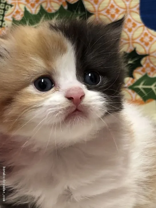 ID:2002-00265の子猫