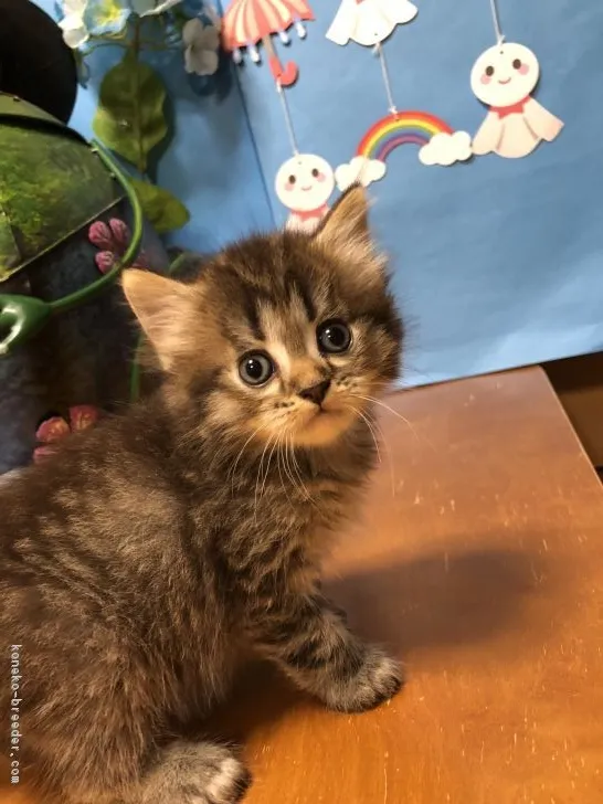 ID:1805-01689の子猫