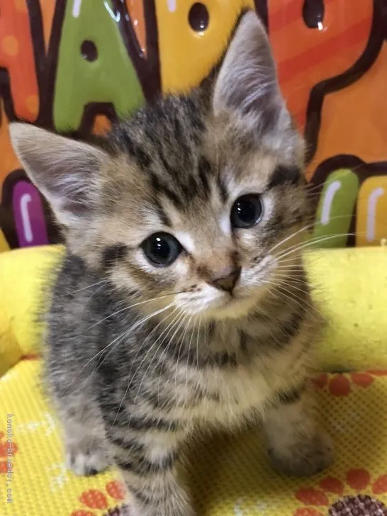 みゆき 様のお迎えした子猫