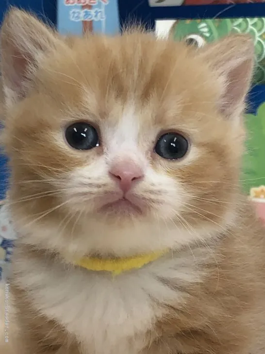 コジマックス 様のお迎えした子猫