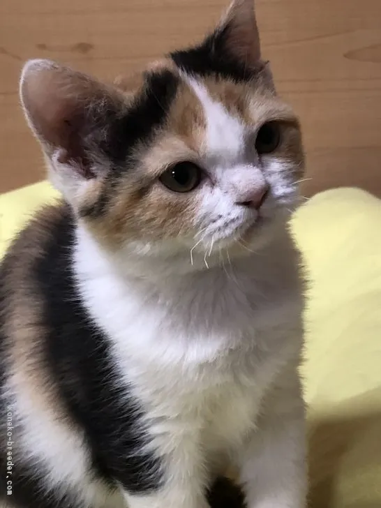 ID:1809-00287の子猫