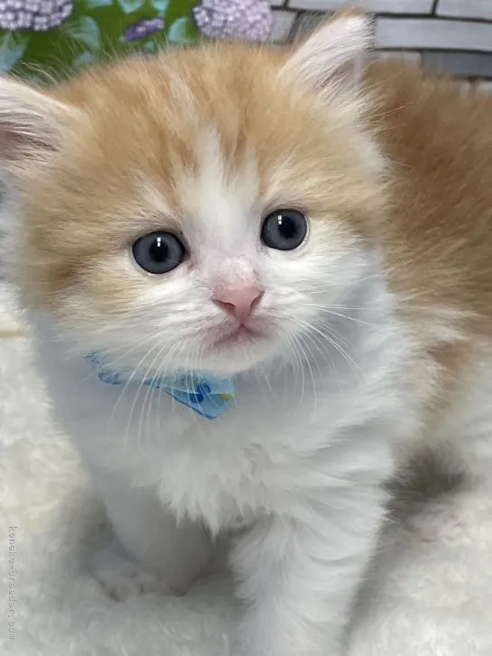 S.K 様のお迎えした子猫