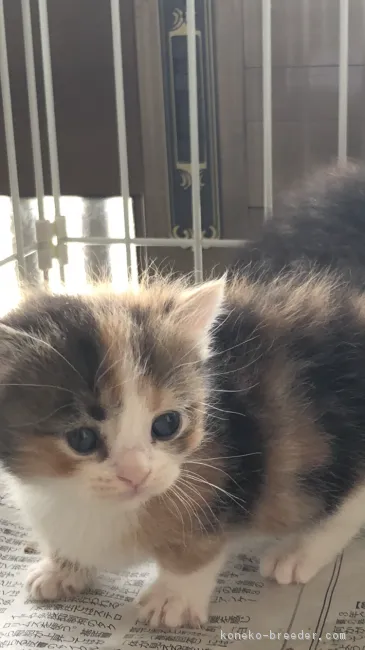 ID:1805-01682の子猫