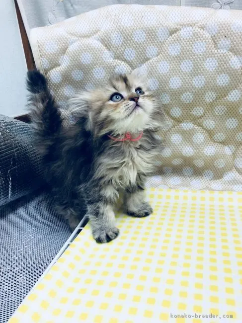 ID：1804-01775の子猫