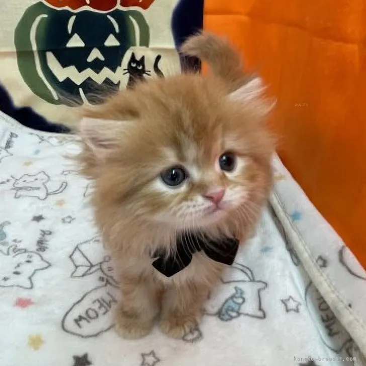 ID：2310-00297の子猫