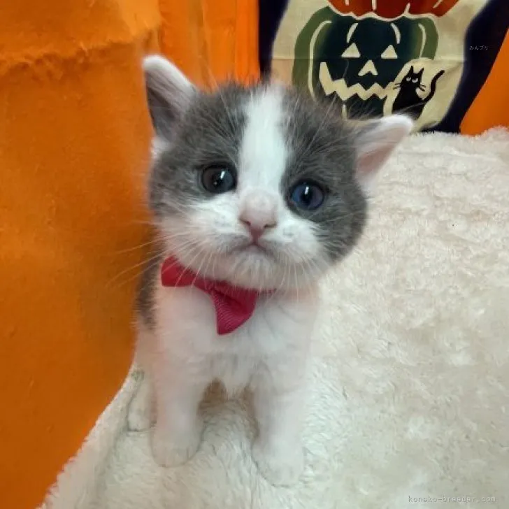 H.S 様のお迎えした子猫