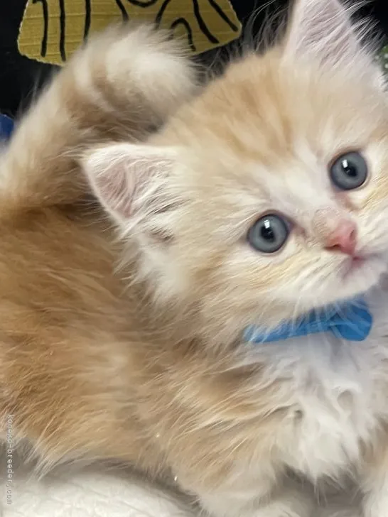 ID：2108-02473の子猫