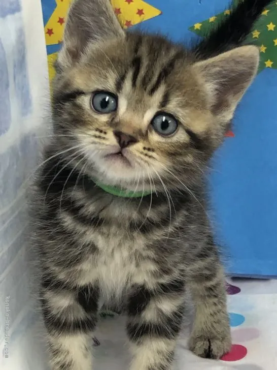 T.K 様のお迎えした子猫