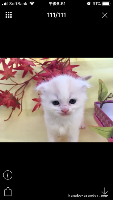 ID:1711-00622の子猫