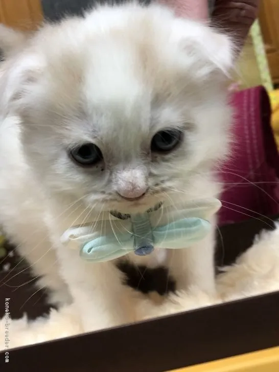 ID:1803-01458の子猫