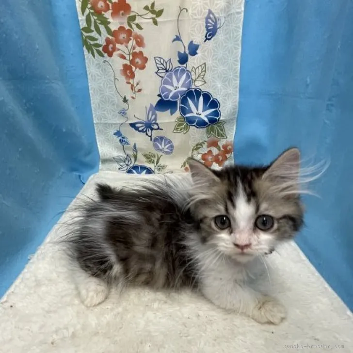 ID:2307-01622の子猫