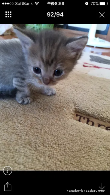 ID:1711-00811の子猫