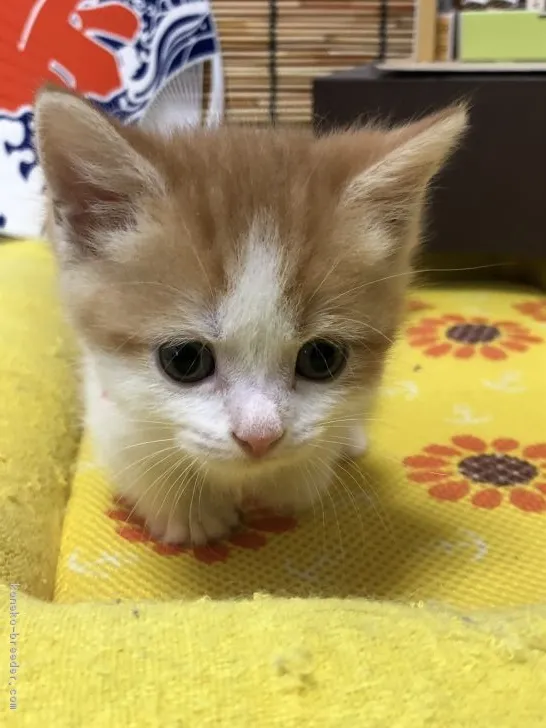 ID:1807-00925の子猫