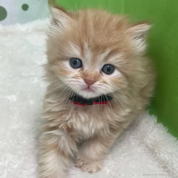 ID：2406-00645の子猫