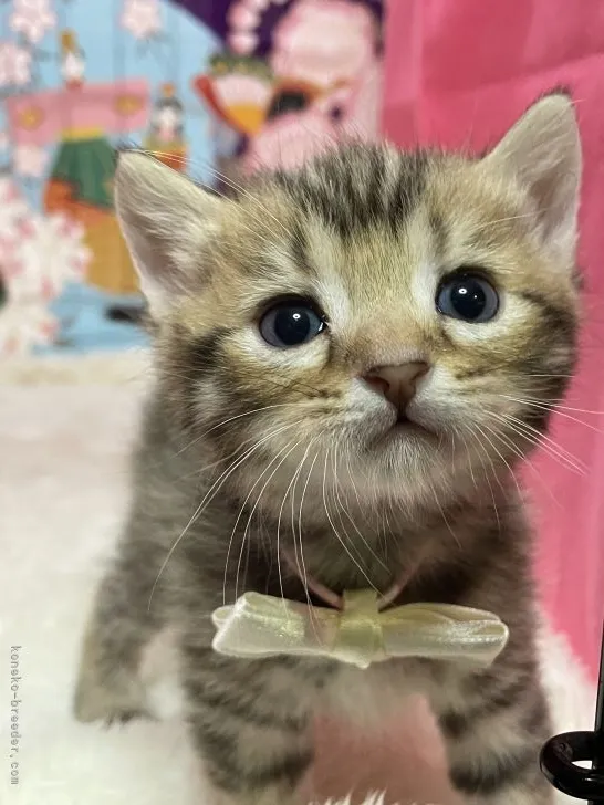 ID:2203-00205の子猫