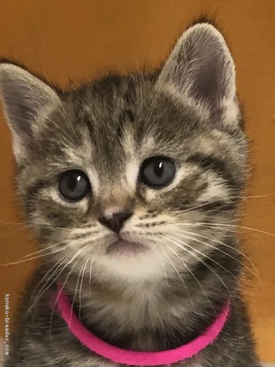 ID:1910-00468の子猫