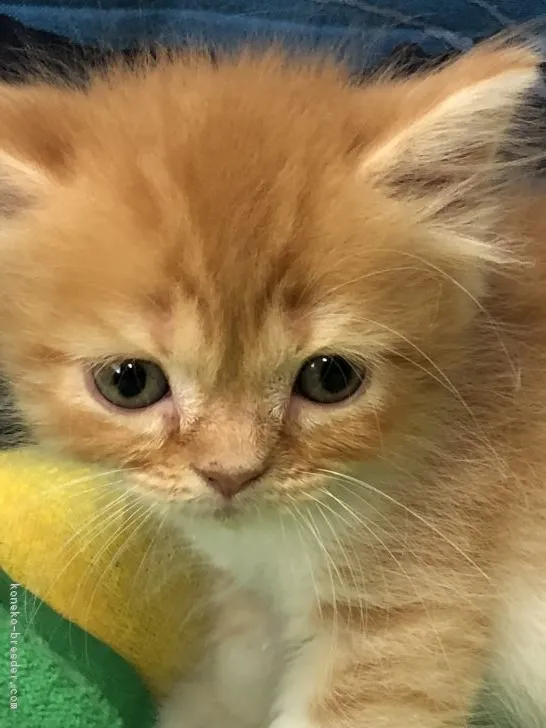 ID:1809-00286の子猫