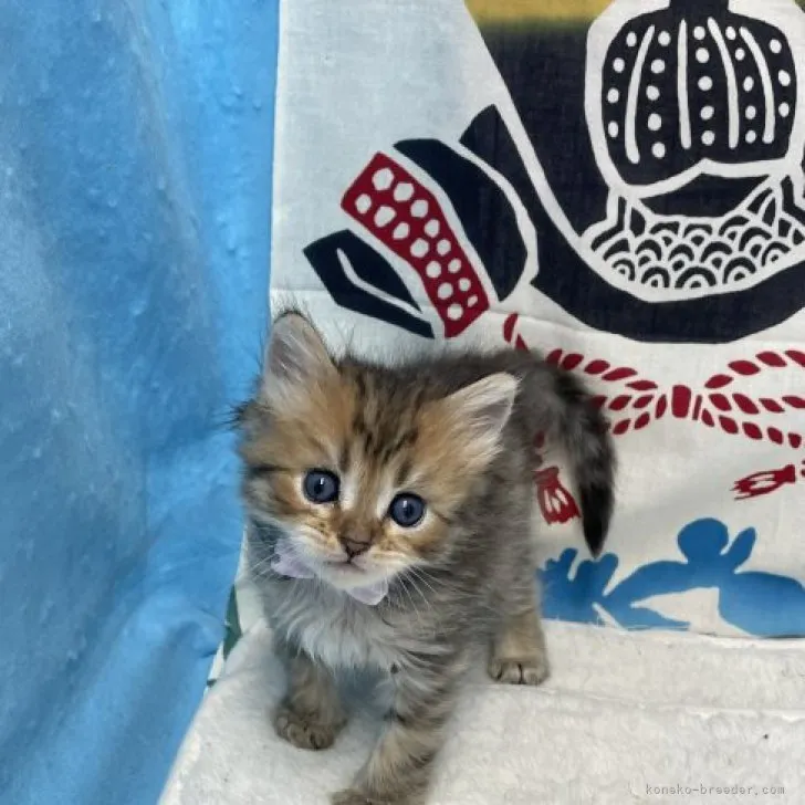 ID:2305-01393の子猫