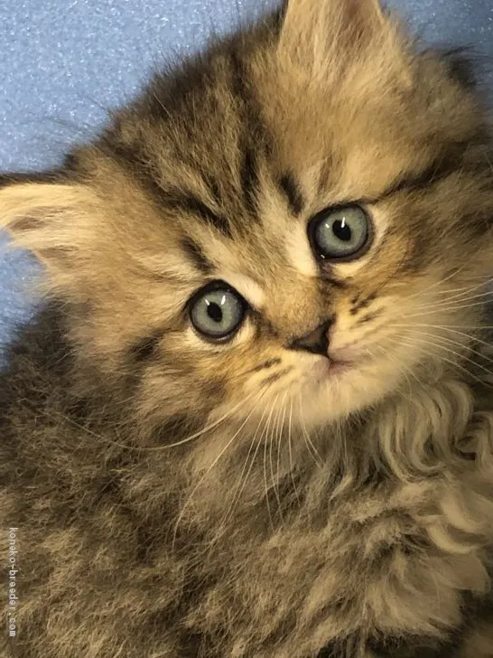 ID：1906-00893の子猫