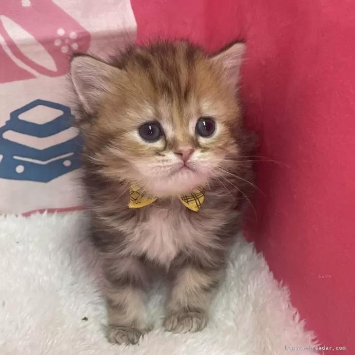 ID:2403-01968の子猫