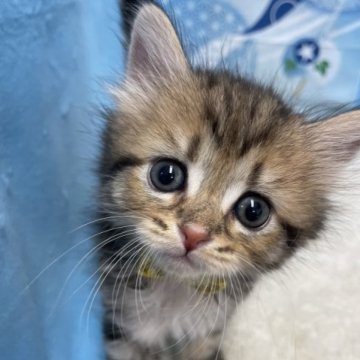 ミヌエット(長足)【鳥取県・女の子・2023年7月2日・チンチラゴールデン（ロング）】の写真「こぼれ落ちそうな大きなお目々❤️」