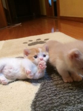 マンチカン【鳥取県・女の子・2017年8月10日・レッドホワイト】の写真「とても人懐っこいチョー短足のレッドホワイトの女の子」