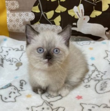 ミヌエット(短足)【鳥取県・女の子・2023年7月27日・ブルーポイント（ロング）】の写真「こぼれ落ちそうな大きなお目々」