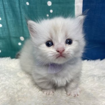 ミヌエット(短足)【鳥取県・男の子・2024年6月11日・ブルーポイント（ロング）】の写真「こぼれ落ちそうな大きなお目め」