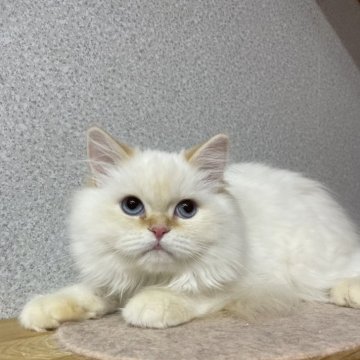 ミヌエット(長足)【鳥取県・男の子・2023年9月1日・クリームホワイト（ロング）】の写真「大きなお目々の男の子」