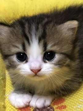 ミヌエット【鳥取県・男の子・2018年6月6日・ブラウンタビーホワイト（ロングのフワフワ短足）】の写真「毛質フワフワロングのチョーイケメン靴下はいています」