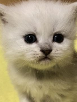 ペルシャ(チンチラ)【鳥取県・女の子・2018年10月15日・チンチラシルバー（ロング）】の写真「チョー美人」