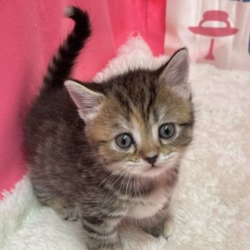 マンチカン(短足)【鳥取県・女の子・2024年2月1日・ブラウンタビー（ショート）】の写真「こぼれ落ちそうな大きなお目め💓」
