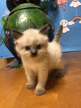 マンチカン(長足)【鳥取県・男の子・2018年5月2日・シールリンクス（ロング）】の写真「チョーイケメンの男の子」