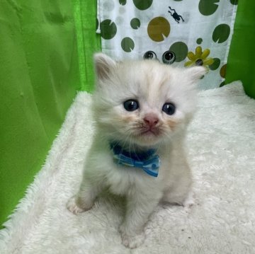 ミヌエット(長足)【鳥取県・男の子・2024年5月22日・クリーム（ロング）】の写真「こぼれ落ちそうな大きなお目め」