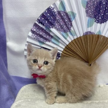 マンチカン(短足)【鳥取県・女の子・2023年4月27日・クリーム（ショート）】の写真「こぼれ落ちそうな大きなお目々❤️」
