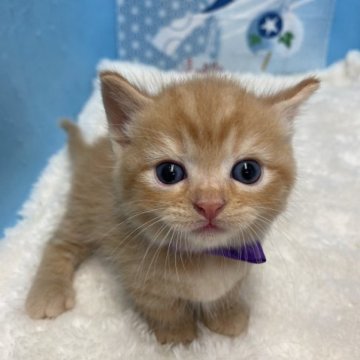 マンチカン(短足)【鳥取県・男の子・2023年7月17日・レッドタビー（ショート）】の写真「こぼれ落ちそうな大きなお目々」
